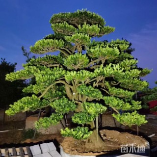 原生苗造型罗汉松