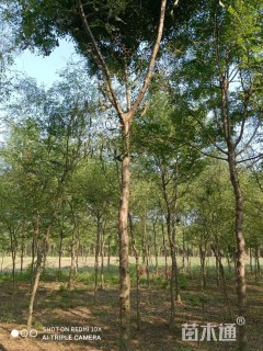 22公分红皮皂角