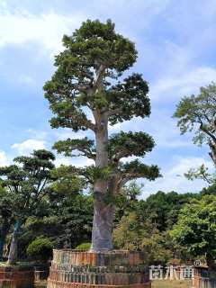 35公分红果冬青