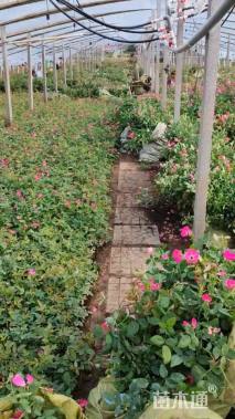 高度55厘米丰花月季