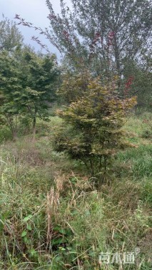 15公分日本红枫