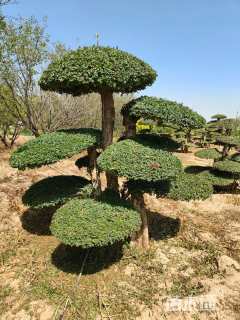 15公分对节白蜡