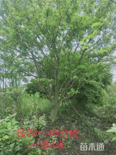 20公分红果冬青