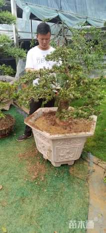 10公分造型黑松