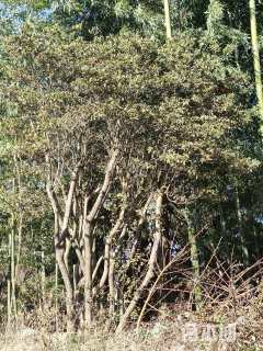 高度150厘米映山红