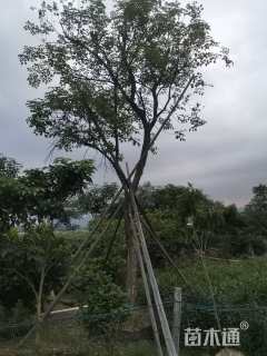 25公分黄花风铃木