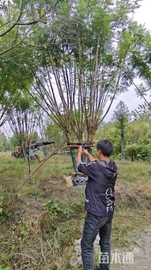 14公分(4杆)丛生蓝花楹