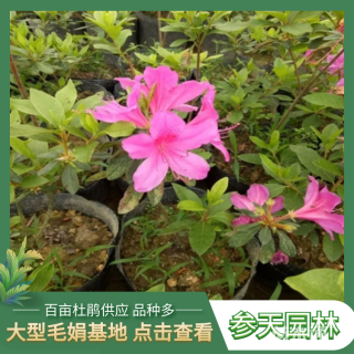 高度40厘米毛鹃