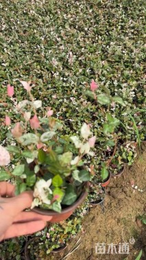 容器苗花叶络石