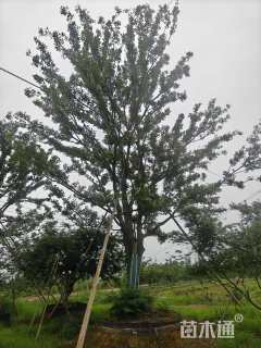 容器苗朴树