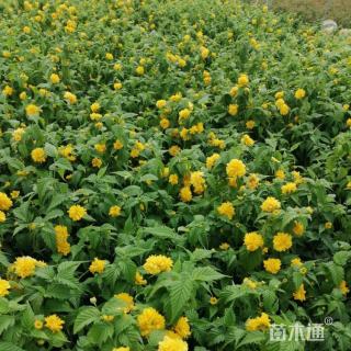 高度35厘米棣棠