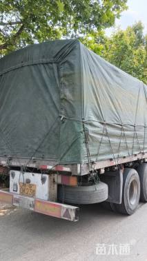 高度20厘米绣线菊