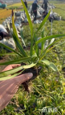 高度18厘米阔叶麦冬