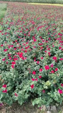 高度40厘米品种月季