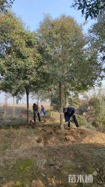 25公分大叶女贞