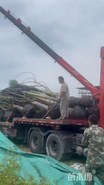 裸干高350厘米假槟榔