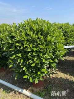 高度50厘米非洲茉莉球