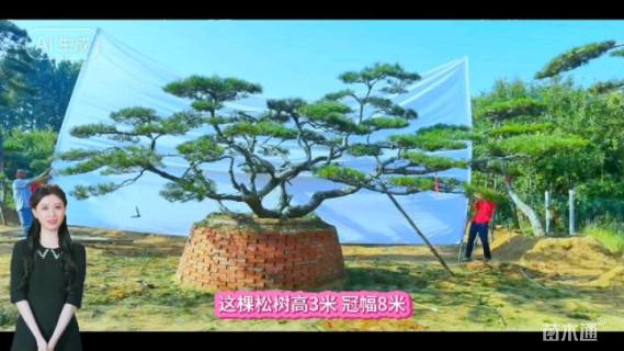 24公分造型油松