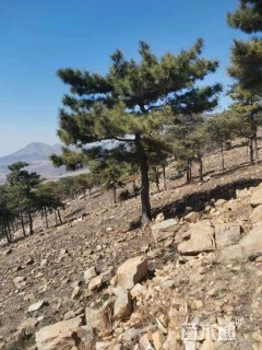 高度500厘米黑松