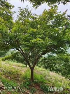 10公分中国红枫