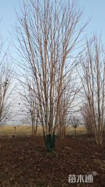 高度1200厘米丛生美国红枫