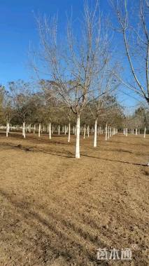 12公分金叶复叶槭