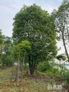 60公分丛生香樟