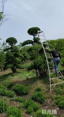 高度300厘米小叶女贞