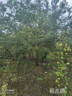 50公分(6杆)丛生朴树