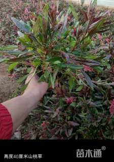 高度10厘米山桃草