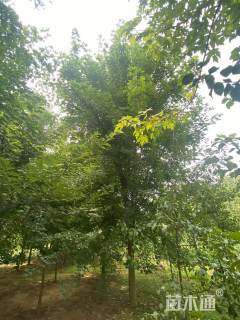 25公分美国红枫