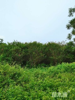 高度4厘米速生紫薇