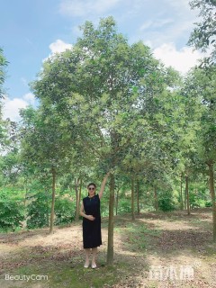 20公分大叶女贞