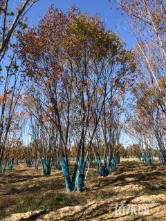 高度400厘米丛生五角枫