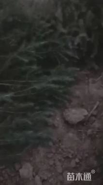 高度200厘米雪松