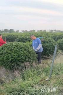 冠幅120厘米无刺枸骨球