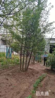 40公分(4杆)丛生银杏