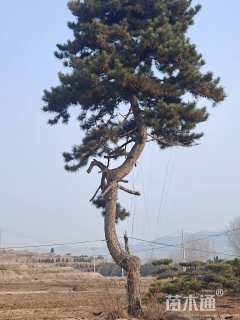 20公分造型黑松