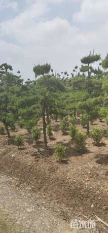 高度1500厘米龙柏