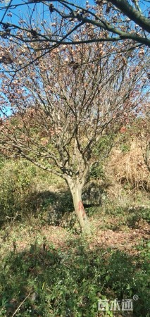 15公分中国红枫