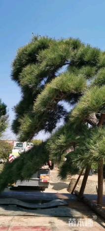 高度150厘米黑松