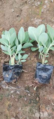 高度21厘米八宝景天