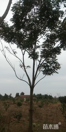 15公分栾树
