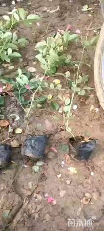 高度25厘米丰花月季