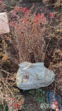 高度40厘米红叶小檗