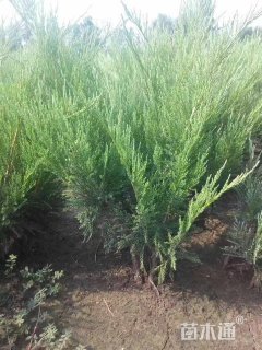 高度20厘米沙地柏