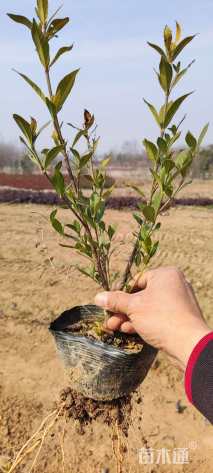 高度40厘米小叶栀子