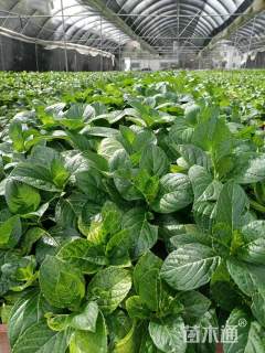 高度20厘米八仙花