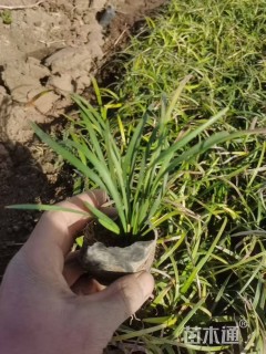 高度15厘米兰花三七草