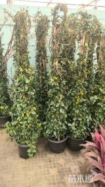 100厘米风车茉莉